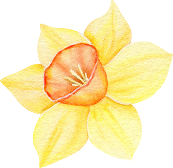 Watercolor daffodil